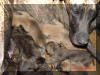 Brindle Great Dane Puppies , Brindle Great Danes Dogs for Sale , Great Dane Stud Service